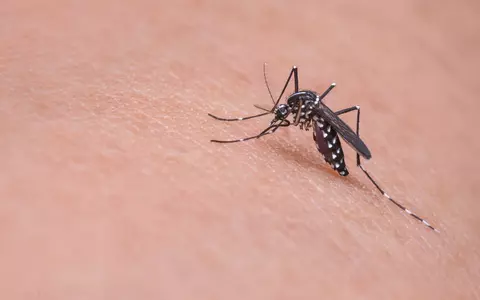 Ţânţari cu virusul West Nile, în Bucureşti. Simptome și tratament în caz de infectare