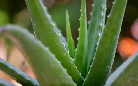 Aloe Vera, o plantă vindecătoare. Ce proprietăți și beneficii are