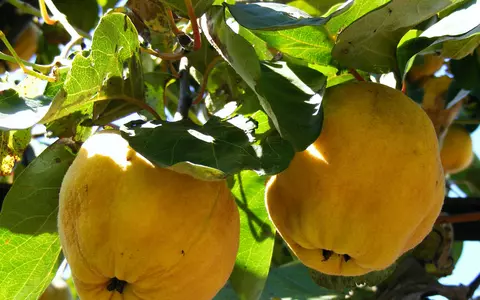 Rețetă gutui murate cu doar câteva ingrediente