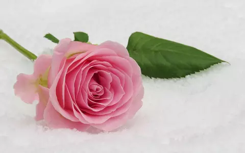 Trandafirii criogenati: cadoul perfect de Valentine s Day