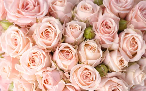 Mesaje de Valentine’s Day pentru iubit sau iubită