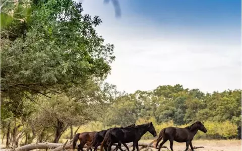 Vizitează Pădurea Letea, o rezervație naturală unică în lume!