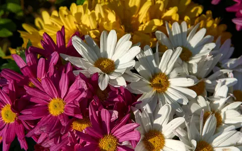 Ce nume se sărbătoresc de Florii. Cu siguranță nu știai asta