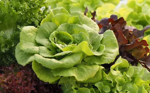 Salata verde - beneficii. Câte calorii are