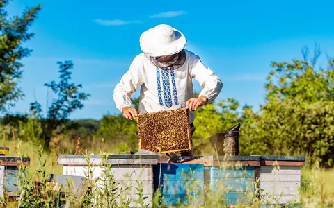 Cine sunt apicultorii Mieva? Miere naturală din Vaslui – calitate românească, de la oameni pentru oameni