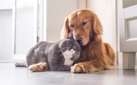 Cât trăiesc animale domestice