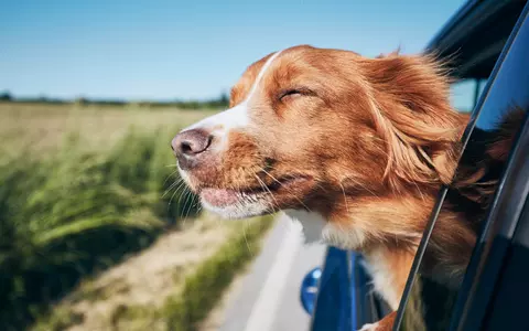 Ziua internațională a câinelui. Lucruri pe care nu le știai despre acest animal