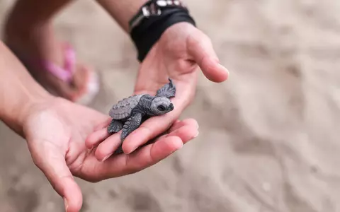 Ziua Mondială a Veganismului