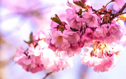 Amenajează grădina japoneză perfectă chiar la tine acasă