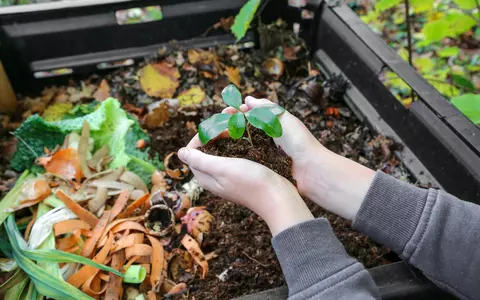 Ce este compostul și cum să-l faci la tine acasă