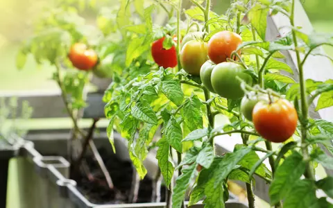 Cum să îţi faci o grădină cu legume bio
