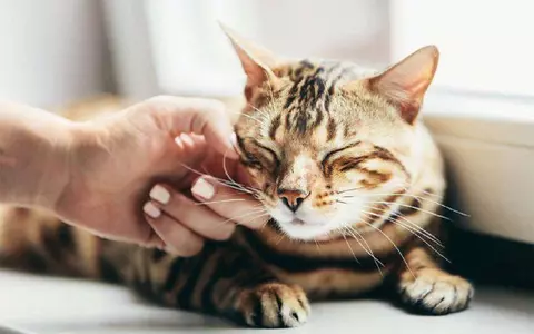 De ce torc pisicile. Nu este doar o manifestare a fericirii