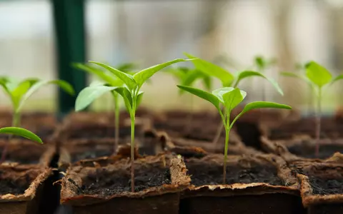 Avantajele seminţelor româneşti: de  ce să alegi seminţe de legume româneşti pentru grădina ta