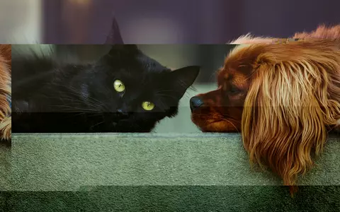 Conserve pentru câini: ce este hrana umedă și cum să o oferi animalului de companie?