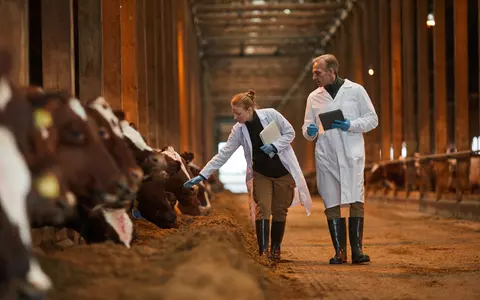 Carnea de animal nestresat are o calitate superioară