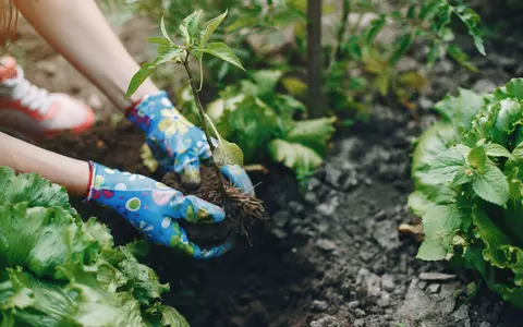 Cum să ai o grădina sustenabilă. Află cum să reduci impactul negativ asupra mediului