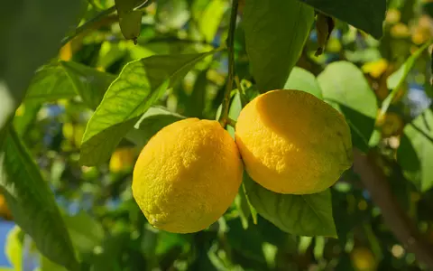 Ce contraindicații au lămâile. Pot provoca probleme digestive și renale