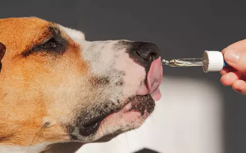 Merită suplimentele pentru animale timpul  și efortul investit ? 