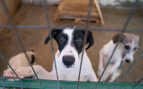 Fiți parte din schimbare: cum putem ajuta animalele fără adăpost de Ziua Mondială a Animalelor?