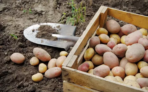 Cum se păstrează cartofii pentru iarnă