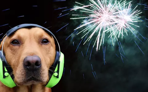De ce se sperie câinii de petarde și artificii