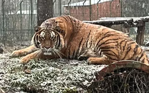 Un îngrijitor de 50 de ani, de la Grădina Zoologică din Pitești, a fost ucis de un tigru. Cum s-a petrecut tragedia: "Este prima dată când se întâmplă așa ceva"