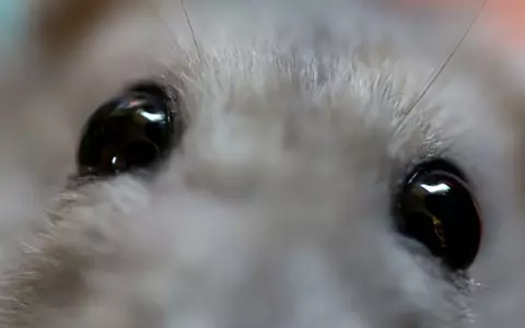 Animale care își schimbă culoarea iarna