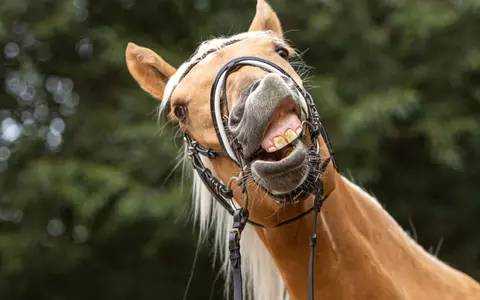 Ce înseamnă „calul de dar nu se caută la dinți”