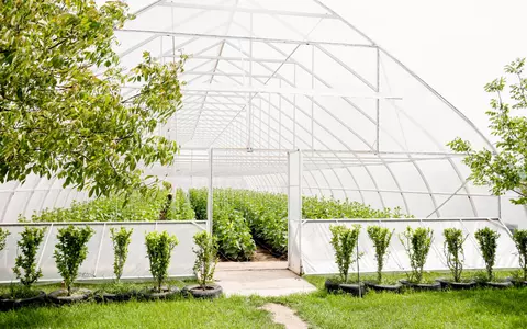 Cum să îți amenajezi solarul primăvara pentru o recoltă mai bogată