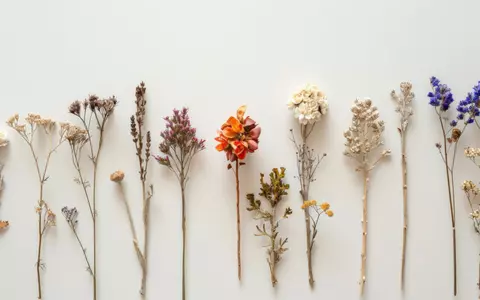 5 moduri creative de a folosi florile uscate în decorul casei tale