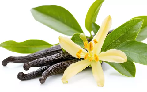 Vanilie – tot ce trebuie să știi despre această plantă