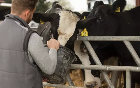 Ce este și cum poate fi prevenită febra aftoasă: „Este o boală foarte contagioasă și are ca punct de plecare animalele bolnave. Se transmite ușor” / Ungaria a confirmat un focar într-o fermă de vaci