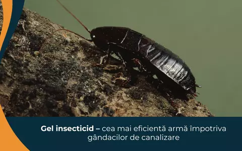 Gel insecticid – cea mai eficientă armă împotriva gândacilor de canalizare