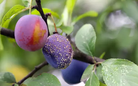 Prevenirea bolilor plantelor: Importanța folosirii fungicidelor potrivite