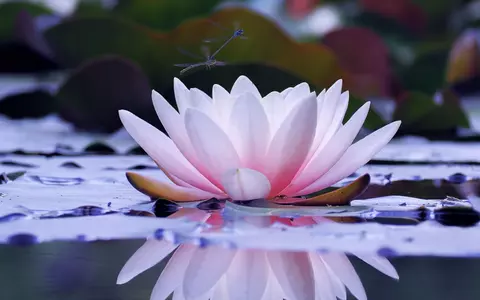 Floarea de lotus – semnificație, proprietăți și curiozități