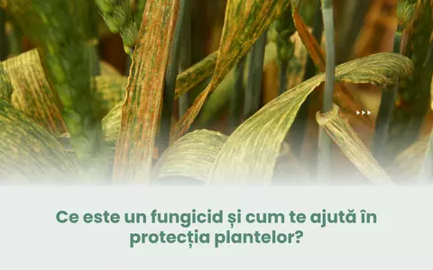 Ce este un fungicid și cum te ajută în protecția plantelor?