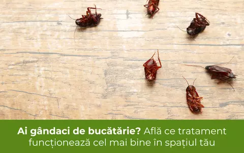 Ai gândaci de bucătărie? Află ce tratament funcționează cel mai bine în spațiul tău