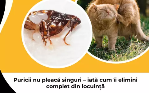 Puricii nu pleacă singuri – iată cum îi elimini complet din locuință