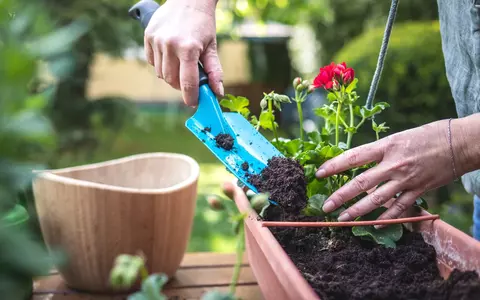 Cum să alegi cel mai bun pământ de flori pentru plantele tale? 7 sfaturi utile