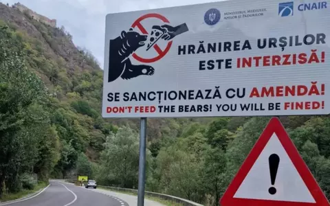 Amenzi mai mari și modificarea legii pentru cei care hrănesc urșii pe marginea drumurilor, după tragedia de pe Transfăgărășan
