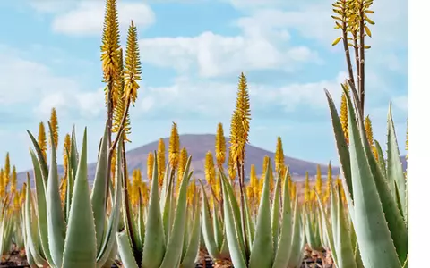 Beneficiile remarcabile ale gelului de aloe vera pentru piele și sănătate