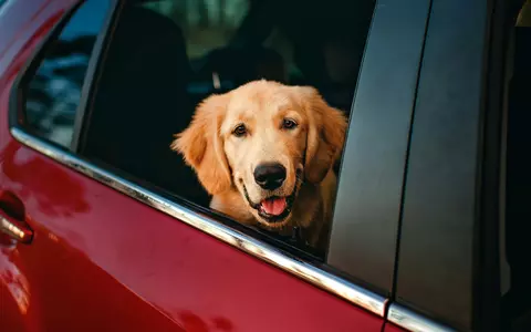 Călătorești cu animalul de companie? Iată ce trebuie să știi înainte să pleci la drum 