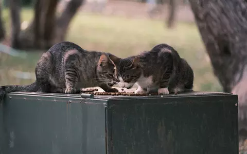 Ingredientele cheie din hrana animalelor: ce să cauți pe etichetă