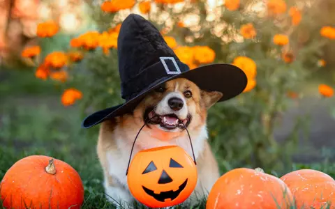 Când este Halloween 2025 - curiozități și tradiții