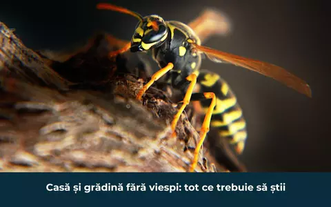 Casă și grădină fără viespi: tot ce trebuie să știi