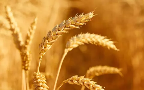 Crearea unui brand agricol propriu