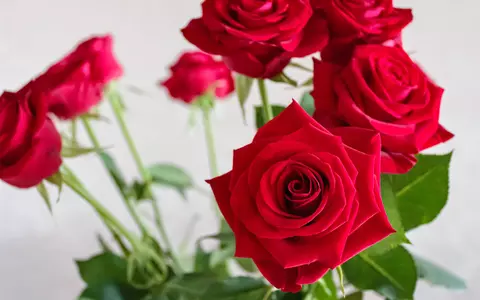 Maison Dadoo: ghidul tău pentru buchete potrivite oricărei ocazii