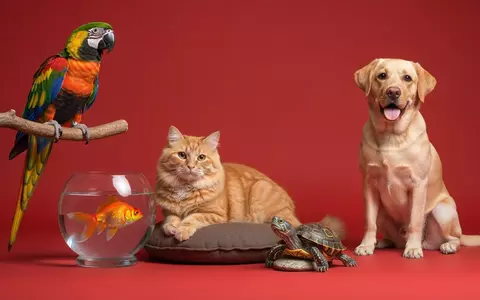 Care sunt animalele de companie ușor de îngrijit