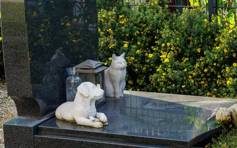 Ce faci cu corpul animalului tău de companie după ce a murit
