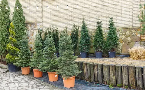 Cât de des se udă bradul cu rădăcină ca să nu se ofilească. Greșelile care îl usucă rapid